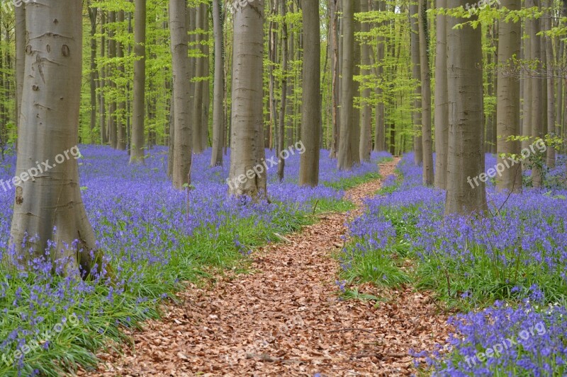 Hallerbos Flowers Bluebell Wild Hyacinth Forest