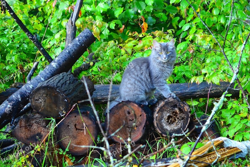 Wood Tree Trunk Animal Pet Cat