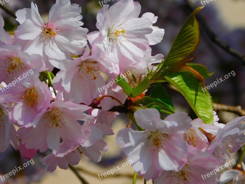 Flowers Flowers Branch Branch Spring Bloom