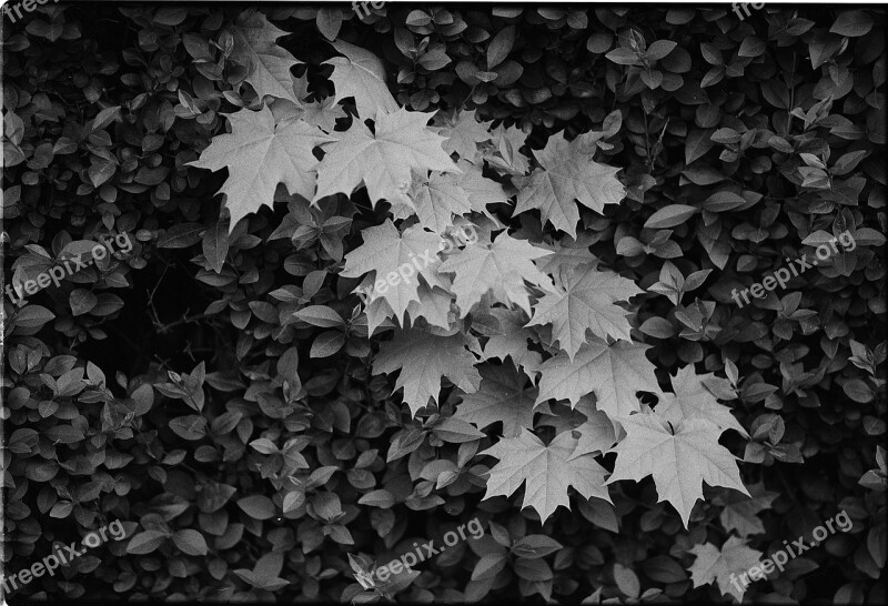 Leaves Tree Nature Leaf Plant