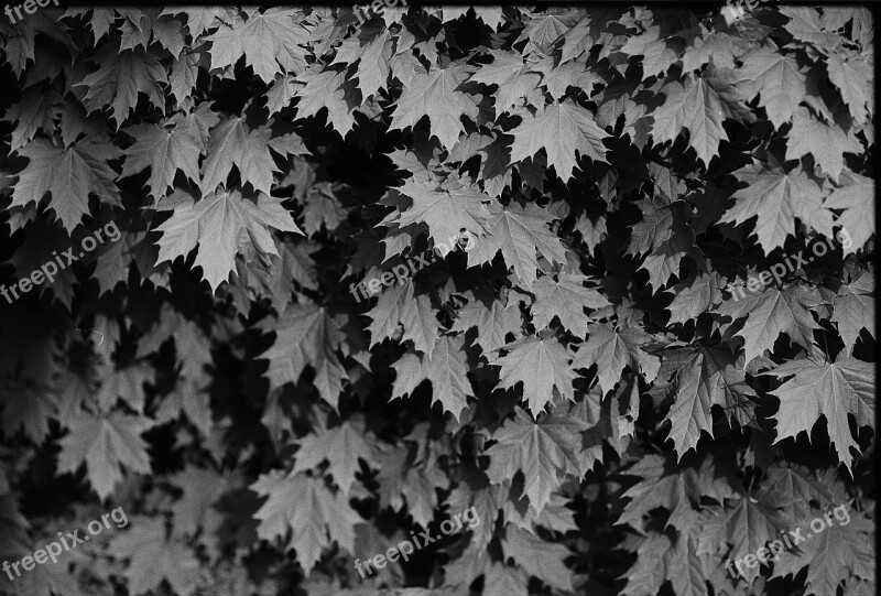 Leaves Tree Nature Leaf Plant