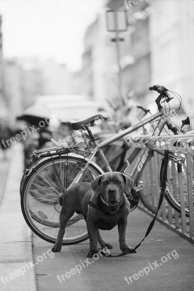 Guard Dog Bicycle Pet Animal