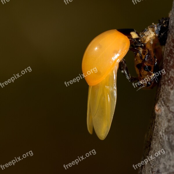 Birth Ladybug Yellow Bug Insects