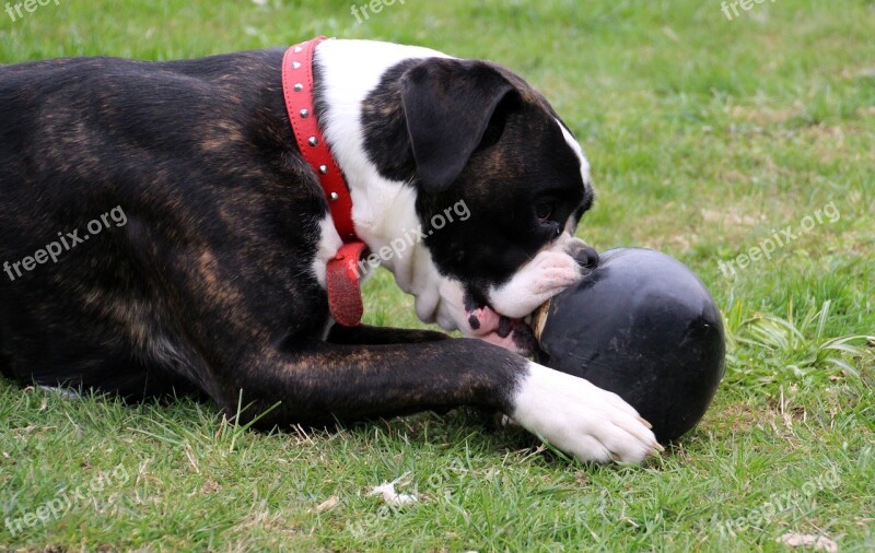 Dog Boxer Pet Black And White Play