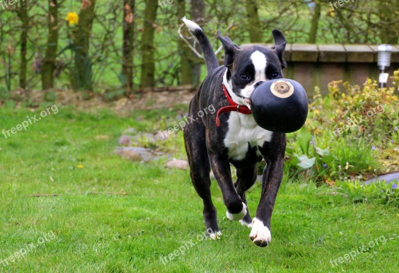 Dog Boxer Pet Black And White Play