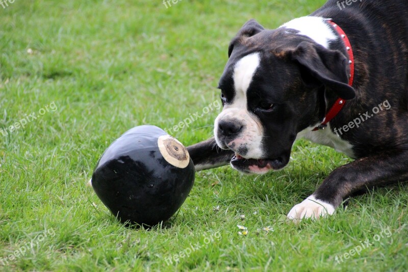 Dog Boxer Pet Black And White Play