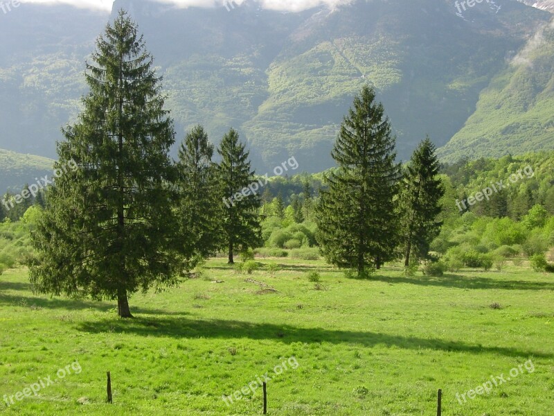 Pine Field Nature Mountains Slovenia