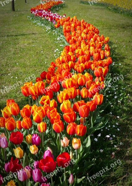 Tulip Tulips Flower Spring Flower Tulip Fields