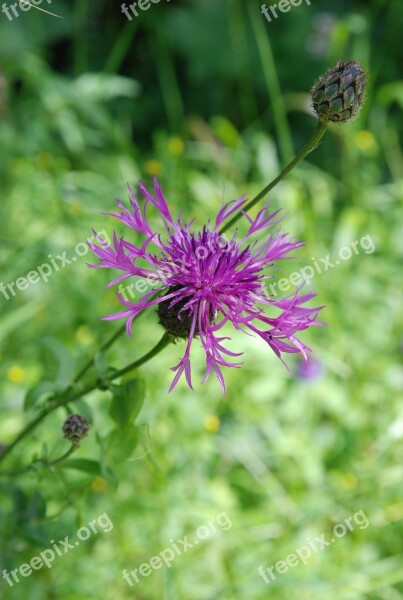 Flower Violet Nature Purple Flowers Fleurs Des Champs