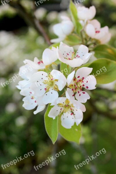 Pear Blossom Bloom Pyrus Communis Fruit