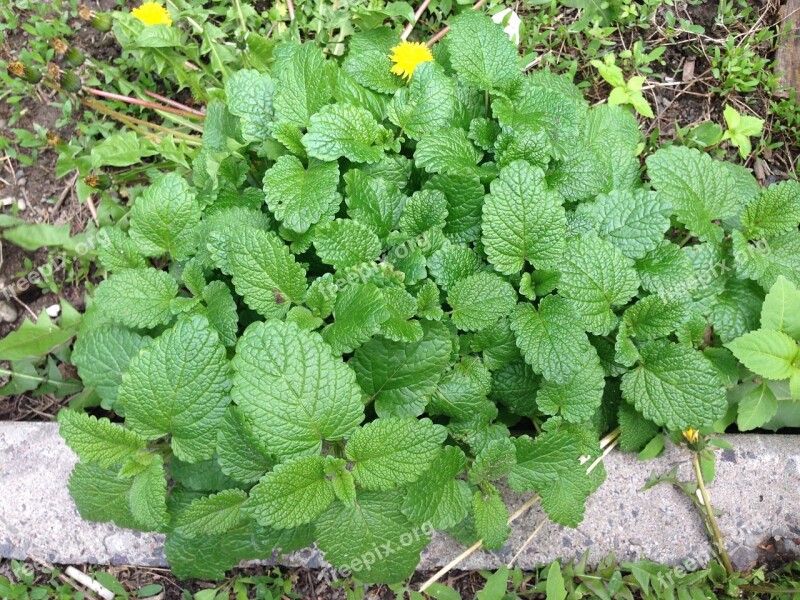 Mint Vegetable Garden Leaves Green Plants