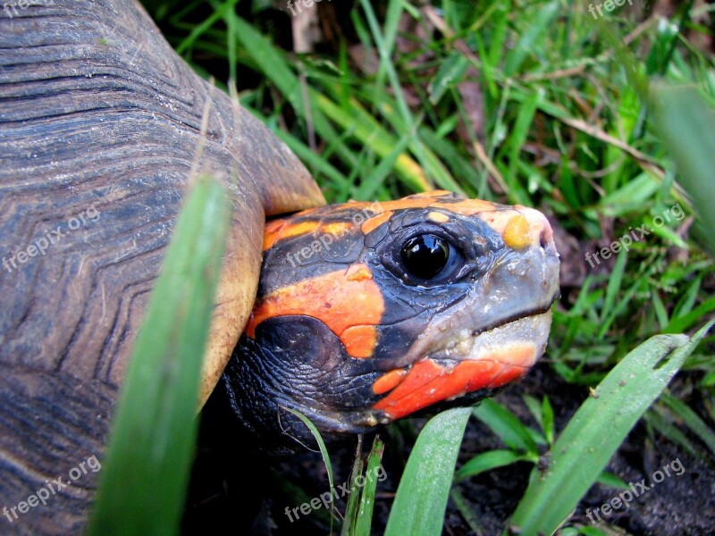 Turtle Gad Animal The Head Of The Eye