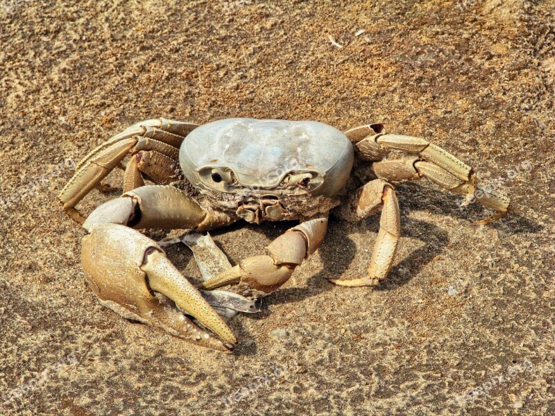 Crab Shellfish Animal Dead Crab Skeleton