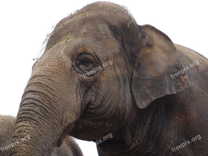 Animal Elephant Eye Pachyderm Africa