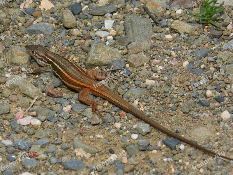 Lizard Orange Color Sargantana Reptile Free Photos