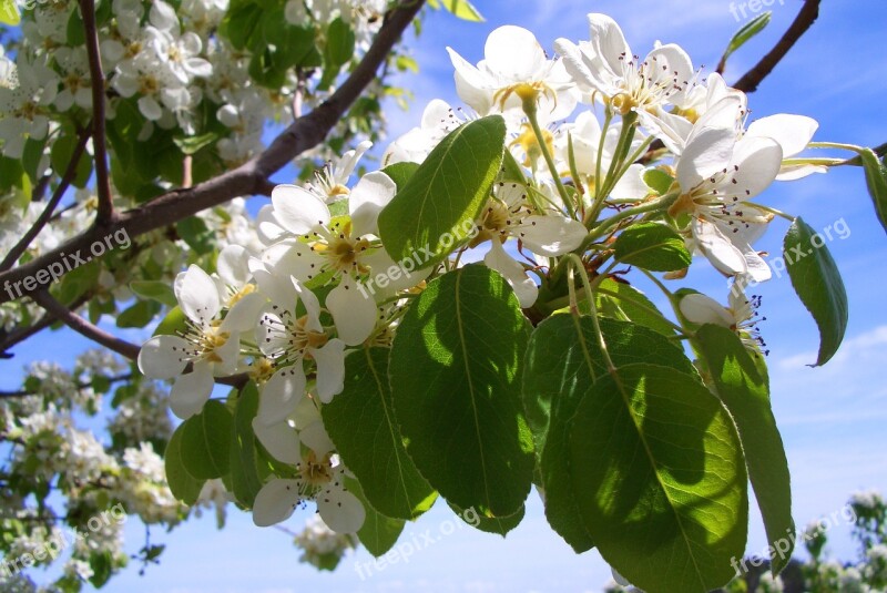 Apple Tree Blossom Bloom Apple Blossom Spring