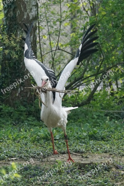 Stork Nest Material Adebar Rattle Stork White Stork