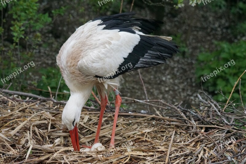 Stork Rain Scrim Adebar Rattle Stork