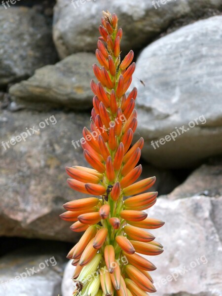 Flower Composite Flower Cactus Beauty Gross Floor