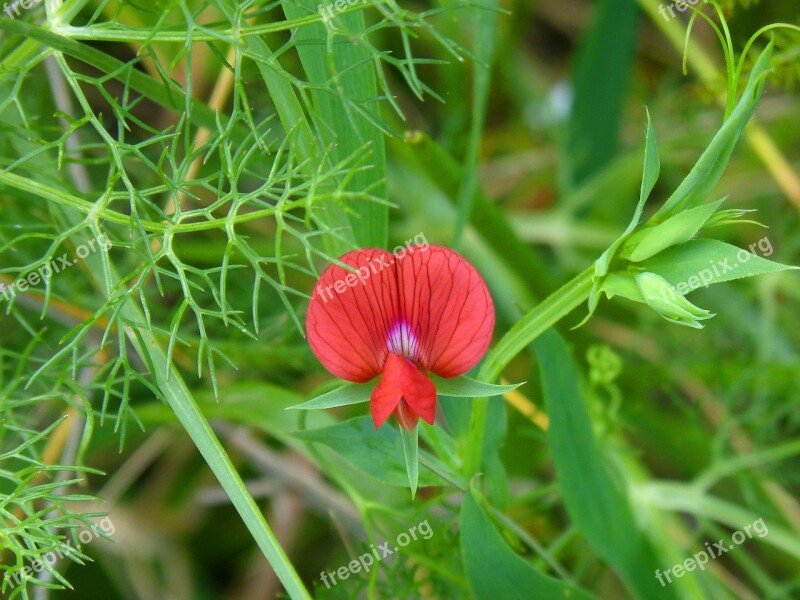 Wild Flower Pea Flower Red Flower Small Beauty