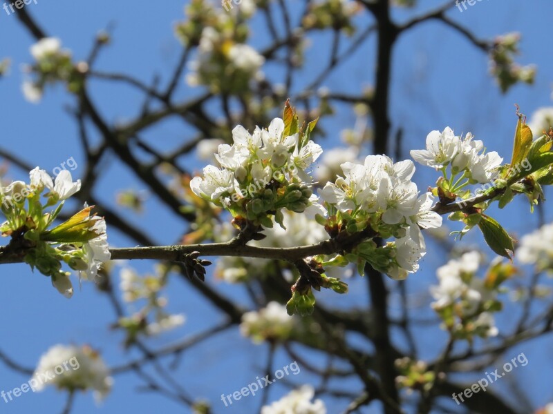 Cherry Tree Blossom Bloom Cherry Blossom Spring