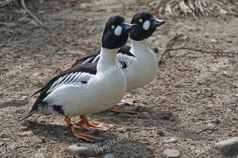 Haddock Duck Magpie Duck Bird Water Bird Swimming Duck