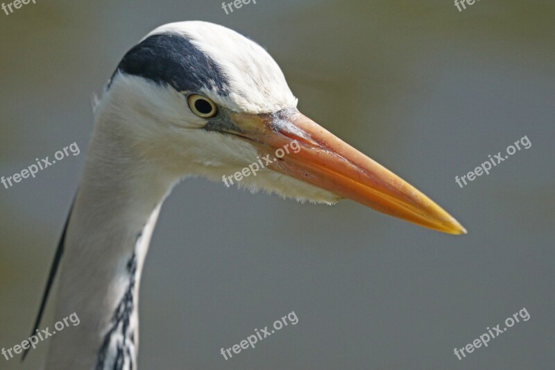 Grey Heron Heron Eastern Water Bill