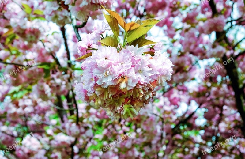 Cherry Blossom Japanese Cherry Smell Blossom Bloom