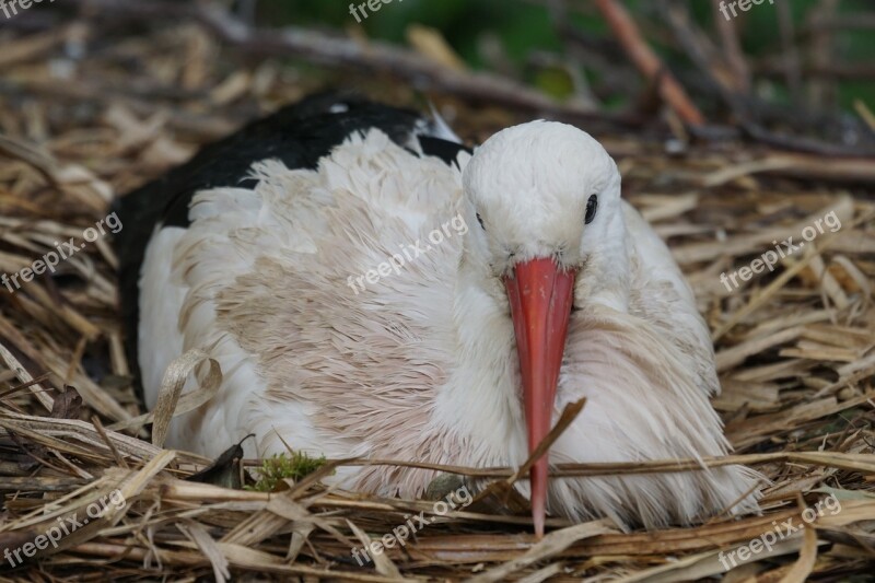 Stork Rain Breed Adebar Rattle Stork