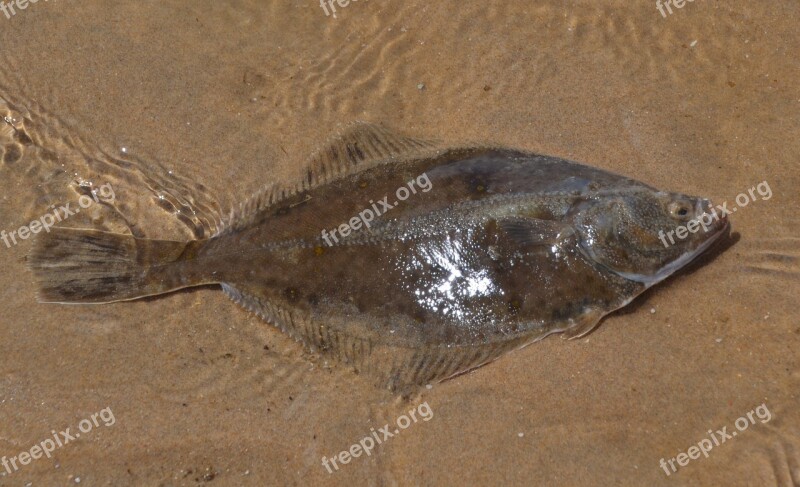 Fish Water Animal Sea Nature