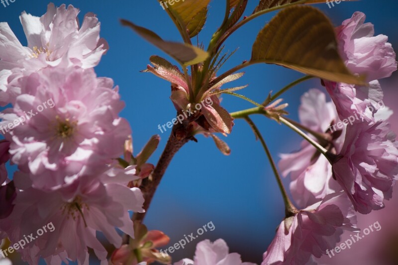 Japanese Flowering Cherry Prunus Serrulata Roses Blossom Bloom