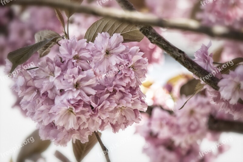 Japanese Flowering Cherry Prunus Serrulata Roses Blossom Bloom