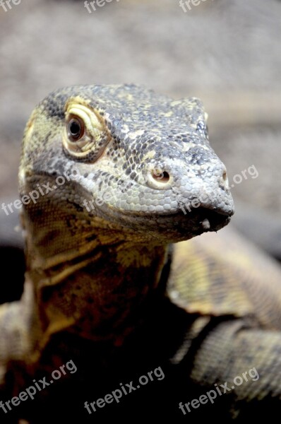 Komodo Dragon Island Komodo Tongue Scavengers Monitor