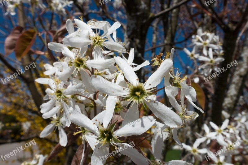 Amelanchier Kernobstgewaechs Large Blossomed Inflorescence