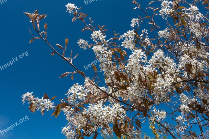 Amelanchier Kernobstgewaechs Large Blossomed Inflorescence