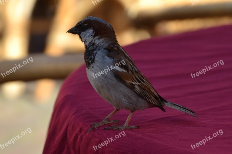 Sparrow Bird Animal Feather Sparrows