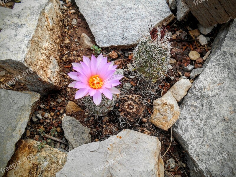 Flower Desert Cactus Pink Rock