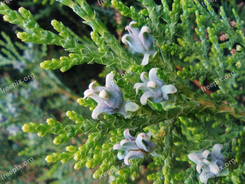 Thuja Foliage Mag Green Branch