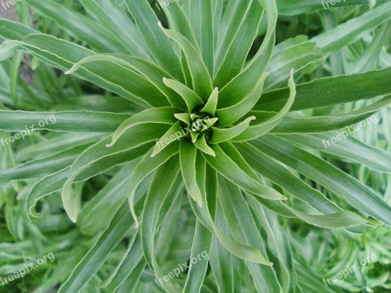 Lily Green Foliage Nature Jardin Des Plantes