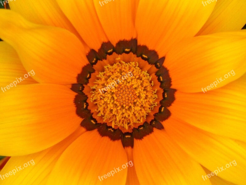 Flower Detail Colorful Daisy Beauty