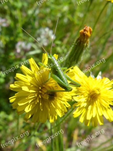 Tettigonia Viridissima Green Lobster Green Grasshopper Grasshopper Dandelion