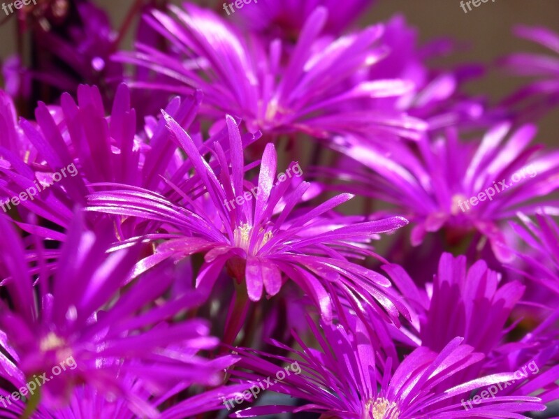 Aptenia Cordifolia Gross Floor Mallow Flowers Aptenia Rocio