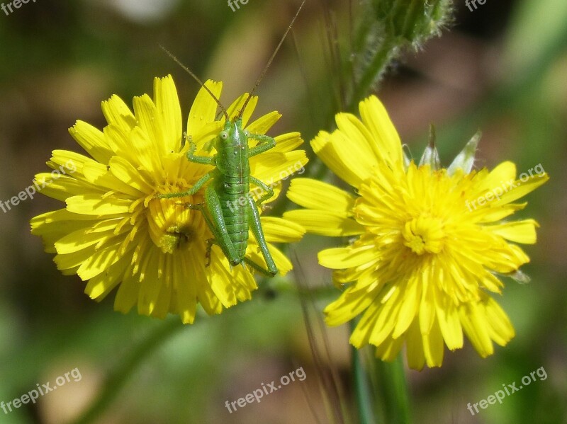 Tettigonia Viridissima Green Lobster Green Grasshopper Grasshopper On A Flower Dandelion