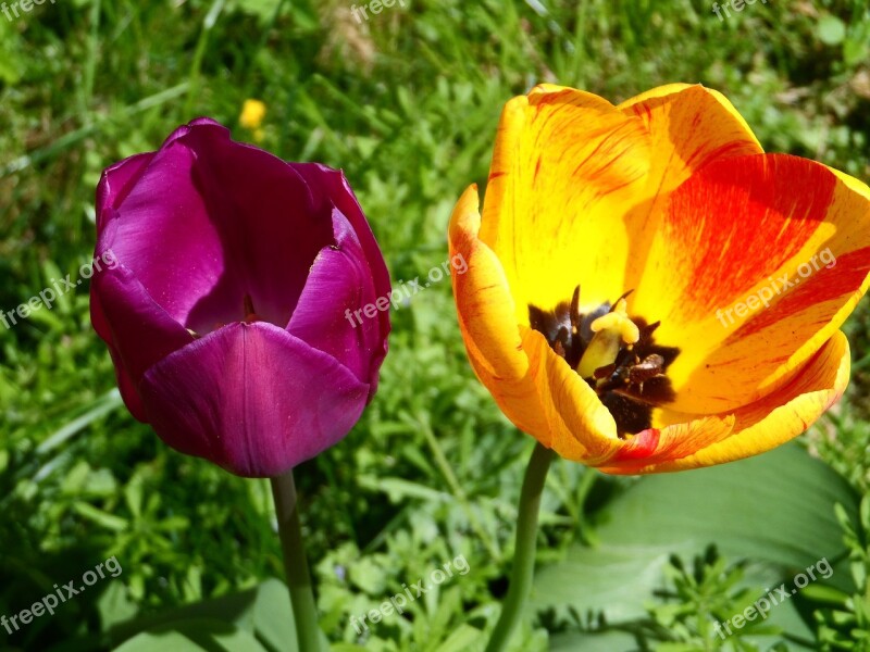 Tulip Orange Red Violet Purple