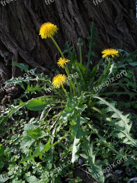 Dandelion Blossom Bloom Yellow Grow