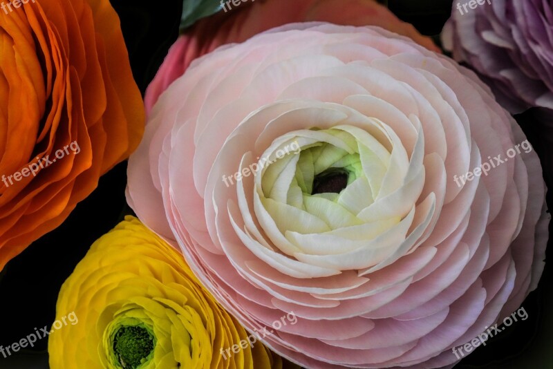 Flower Buttercup Pink Spring Flowering