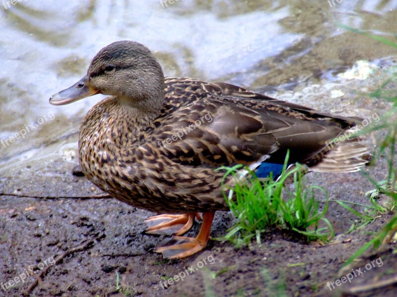 Duck Female Nature Water Bird