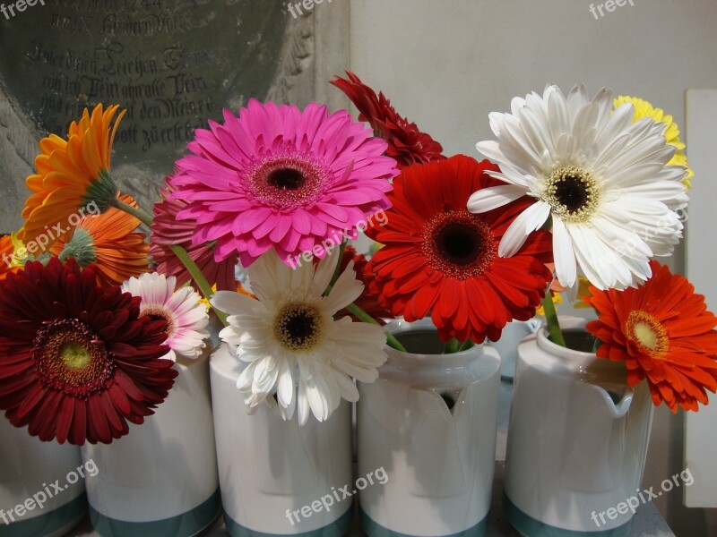 Gerbera Flower Blossom Bloom Rose