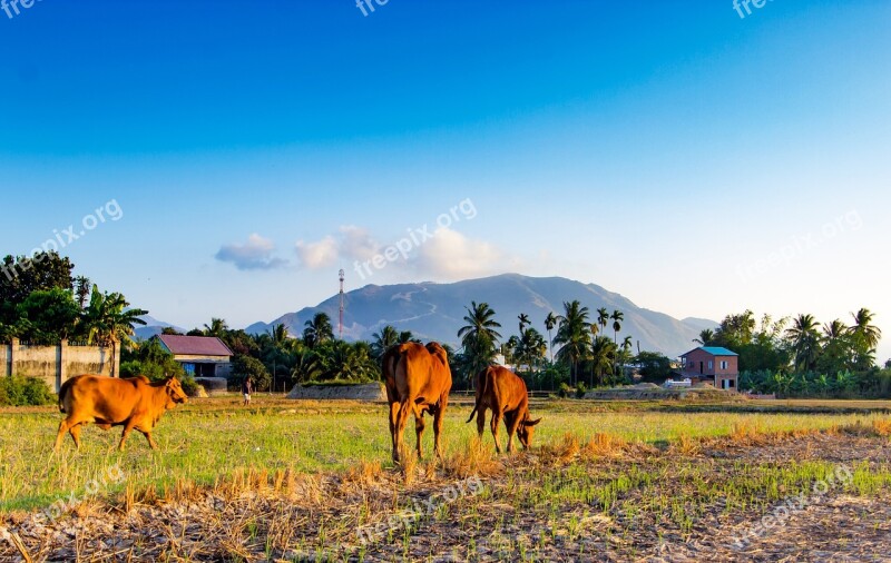 Thunderstorm My Hometown Paddy Field Silk Home