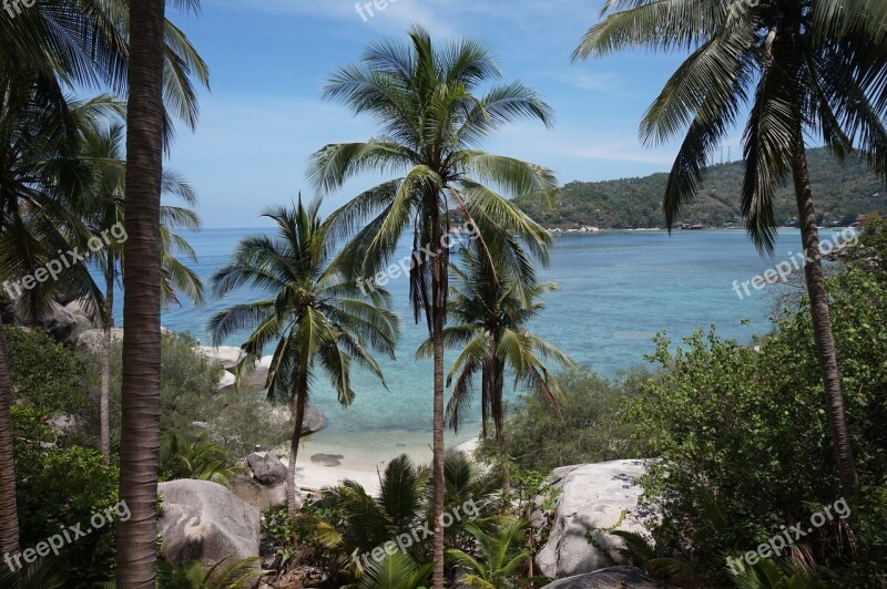 Tropical Palm Palmtree Thailand Island